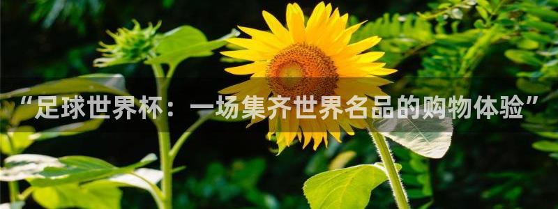 足球世界杯：“足球世界杯：一场集齐世界名品的购物体验”