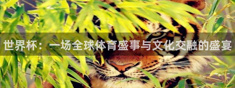 世界杯决赛预测：世界杯：一场全球体育盛事与文化交融的盛宴